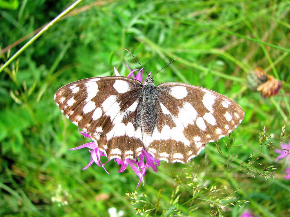 Lepidotteri da identificare nel Parco del Ticino
